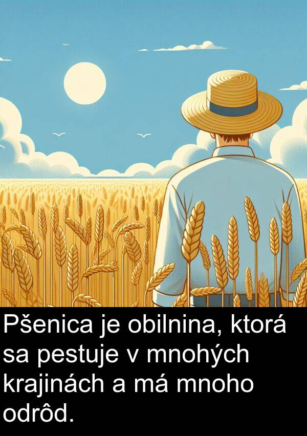 obilnina: Pšenica je obilnina, ktorá sa pestuje v mnohých krajinách a má mnoho odrôd.