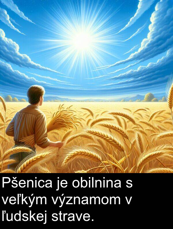 obilnina: Pšenica je obilnina s veľkým významom v ľudskej strave.