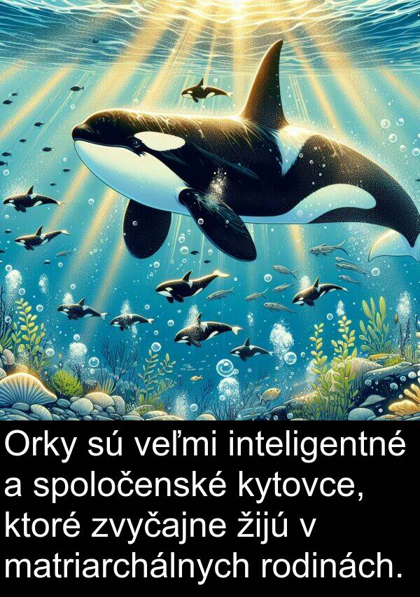 rodinách: Orky sú veľmi inteligentné a spoločenské kytovce, ktoré zvyčajne žijú v matriarchálnych rodinách.