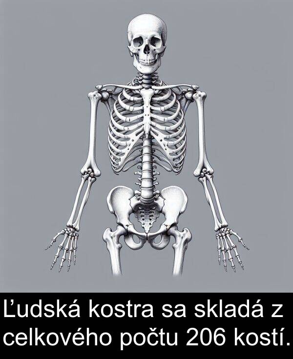 celkového: Ľudská kostra sa skladá z celkového počtu 206 kostí.