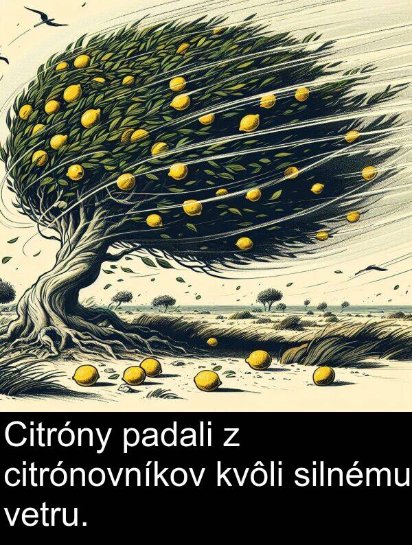 citrónovníkov: Citróny padali z citrónovníkov kvôli silnému vetru.