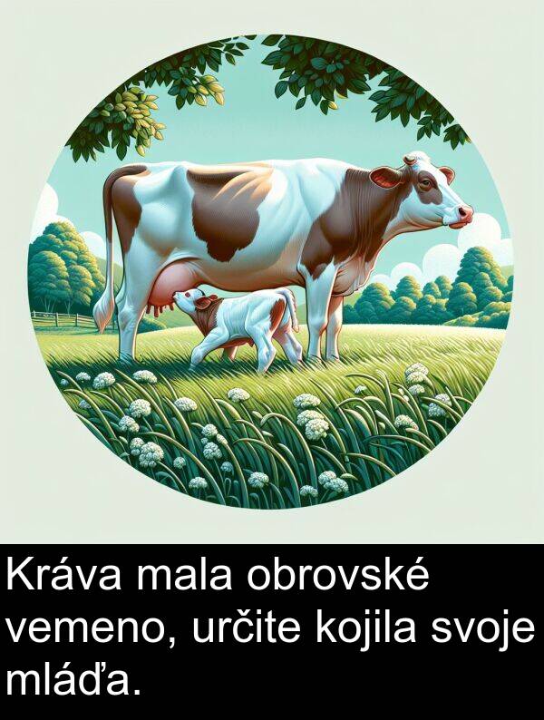 vemeno: Kráva mala obrovské vemeno, určite kojila svoje mláďa.