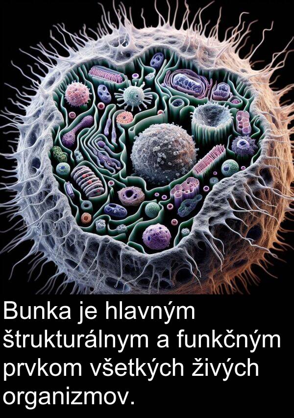 štrukturálnym: Bunka je hlavným štrukturálnym a funkčným prvkom všetkých živých organizmov.