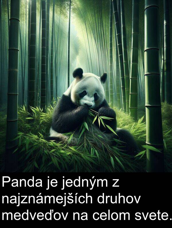 celom: Panda je jedným z najznámejších druhov medveďov na celom svete.