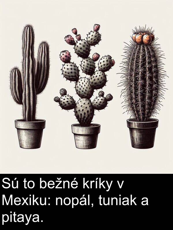 nopál: Sú to bežné kríky v Mexiku: nopál, tuniak a pitaya.