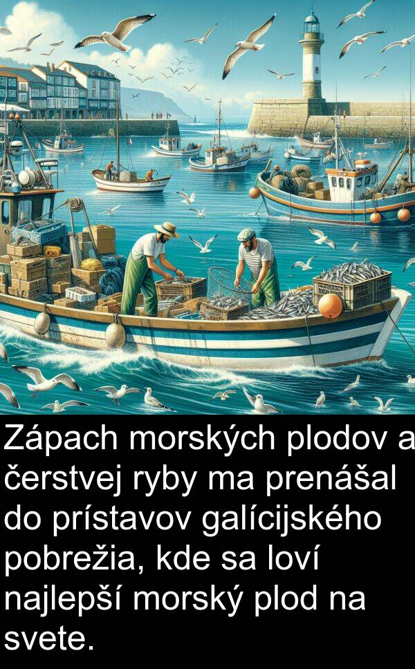 čerstvej: Zápach morských plodov a čerstvej ryby ma prenášal do prístavov galícijského pobrežia, kde sa loví najlepší morský plod na svete.
