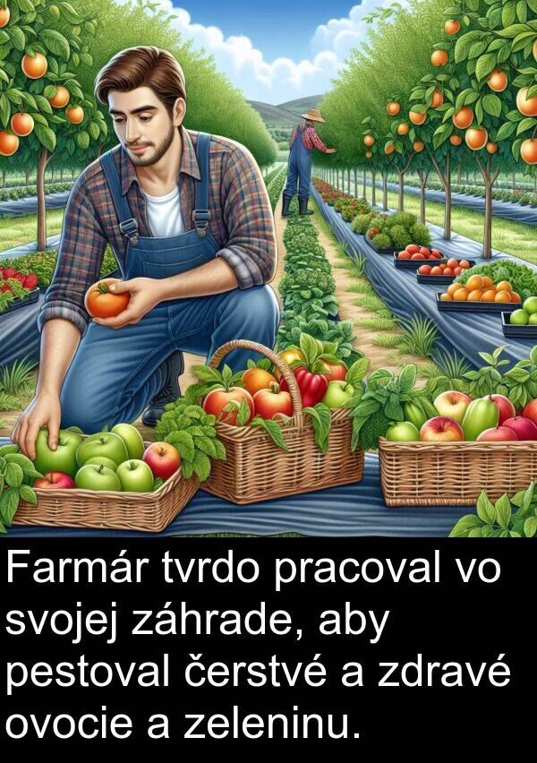 zeleninu: Farmár tvrdo pracoval vo svojej záhrade, aby pestoval čerstvé a zdravé ovocie a zeleninu.