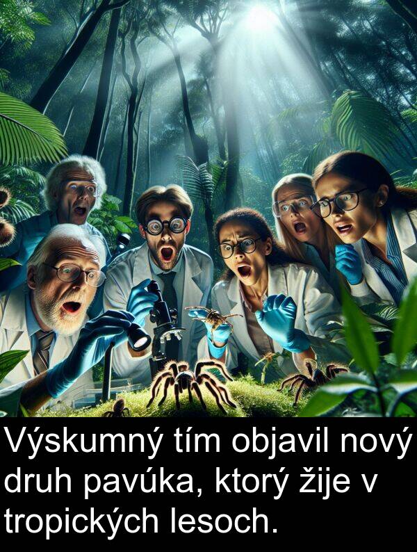objavil: Výskumný tím objavil nový druh pavúka, ktorý žije v tropických lesoch.