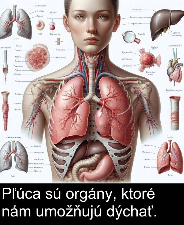 dýchať: Pľúca sú orgány, ktoré nám umožňujú dýchať.