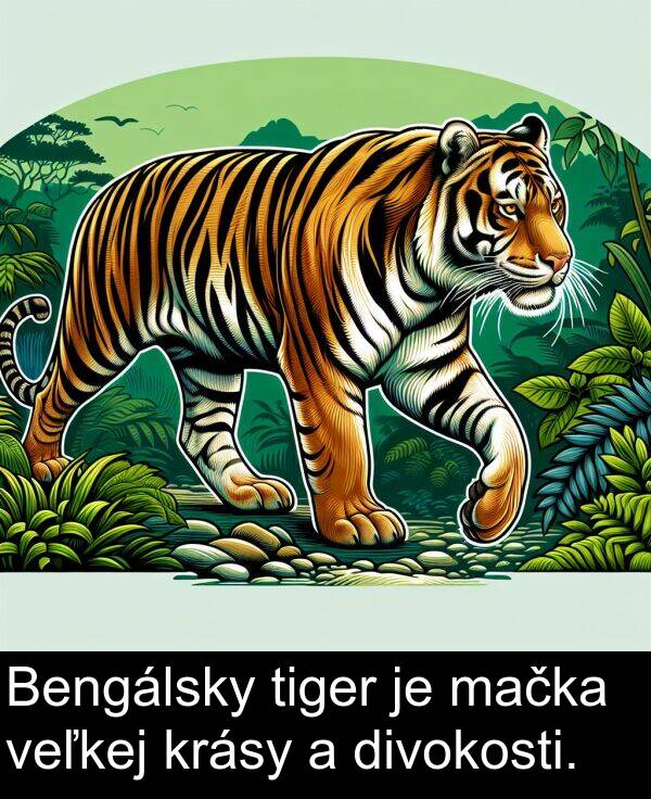 veľkej: Bengálsky tiger je mačka veľkej krásy a divokosti.