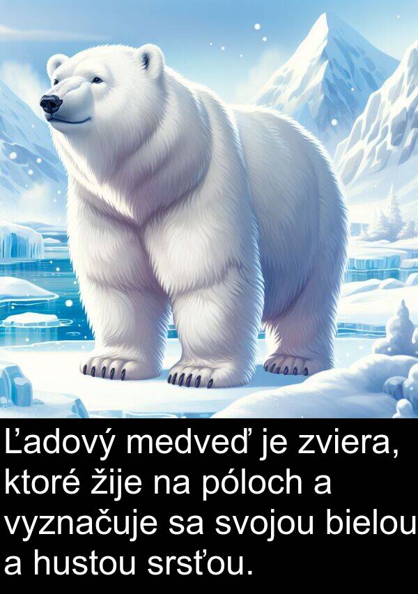 vyznačuje: Ľadový medveď je zviera, ktoré žije na póloch a vyznačuje sa svojou bielou a hustou srsťou.