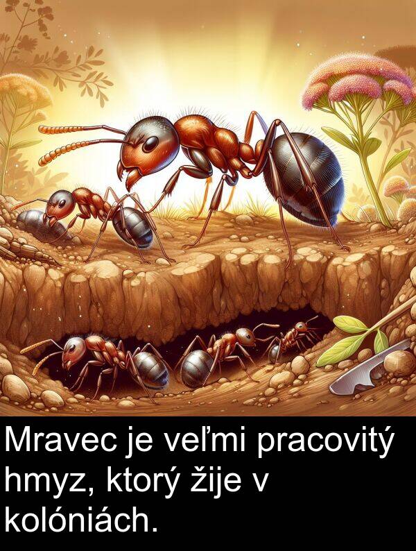 ktorý: Mravec je veľmi pracovitý hmyz, ktorý žije v kolóniách.