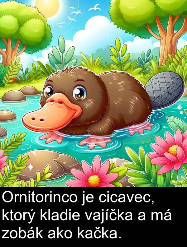cicavec: Ornitorinco je cicavec, ktorý kladie vajíčka a má zobák ako kačka.