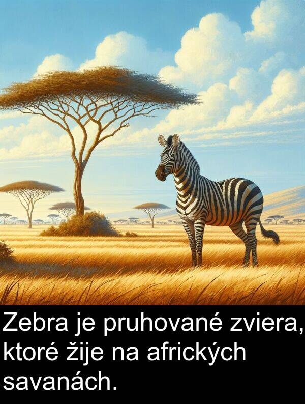 savanách: Zebra je pruhované zviera, ktoré žije na afrických savanách.