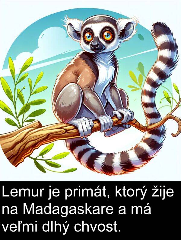 dlhý: Lemur je primát, ktorý žije na Madagaskare a má veľmi dlhý chvost.