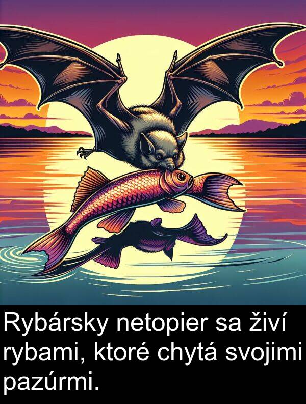 rybami: Rybársky netopier sa živí rybami, ktoré chytá svojimi pazúrmi.