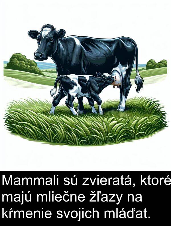 majú: Mammali sú zvieratá, ktoré majú mliečne žľazy na kŕmenie svojich mláďat.