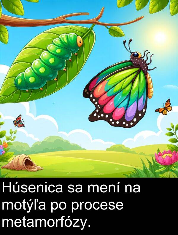procese: Húsenica sa mení na motýľa po procese metamorfózy.