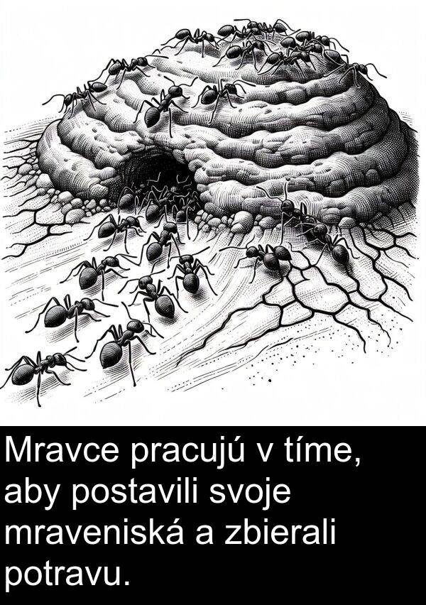 potravu: Mravce pracujú v tíme, aby postavili svoje mraveniská a zbierali potravu.