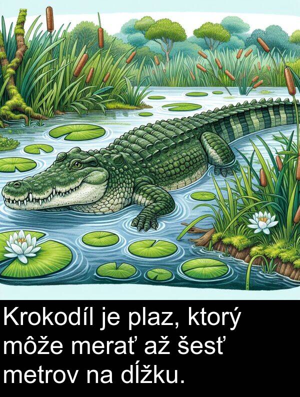 šesť: Krokodíl je plaz, ktorý môže merať až šesť metrov na dĺžku.