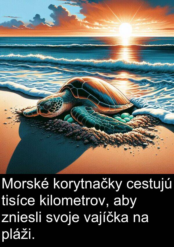 vajíčka: Morské korytnačky cestujú tisíce kilometrov, aby zniesli svoje vajíčka na pláži.