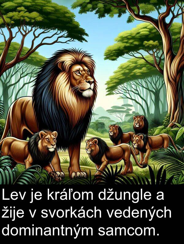 samcom: Lev je kráľom džungle a žije v svorkách vedených dominantným samcom.