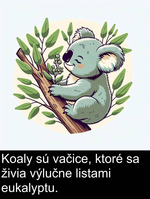 vačice: Koaly sú vačice, ktoré sa živia výlučne listami eukalyptu.