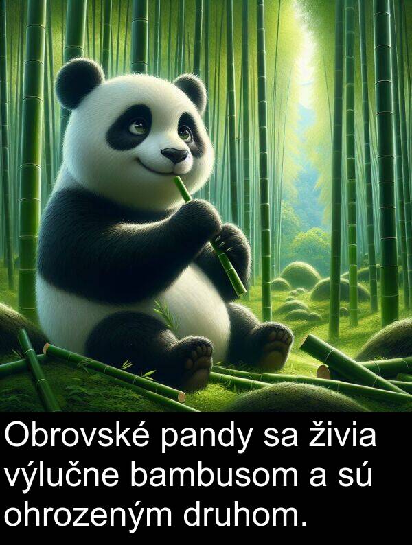 bambusom: Obrovské pandy sa živia výlučne bambusom a sú ohrozeným druhom.