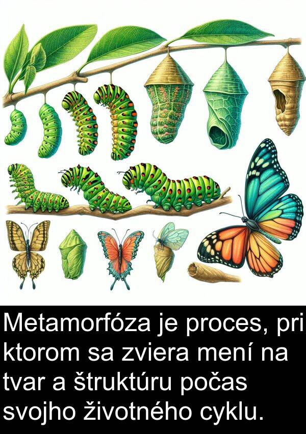 ktorom: Metamorfóza je proces, pri ktorom sa zviera mení na tvar a štruktúru počas svojho životného cyklu.