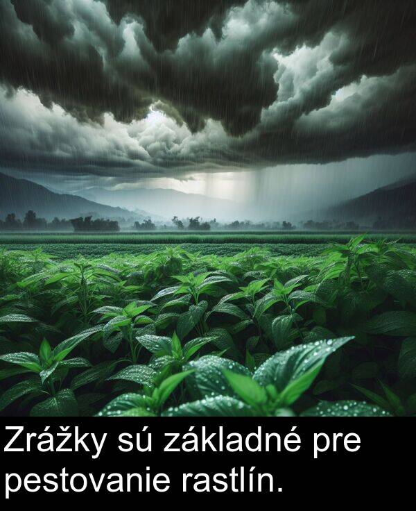 rastlín: Zrážky sú základné pre pestovanie rastlín.