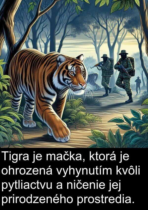 ničenie: Tigra je mačka, ktorá je ohrozená vyhynutím kvôli pytliactvu a ničenie jej prirodzeného prostredia.
