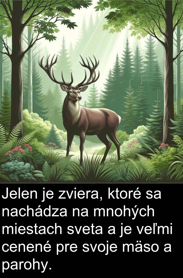 nachádza: Jelen je zviera, ktoré sa nachádza na mnohých miestach sveta a je veľmi cenené pre svoje mäso a parohy.