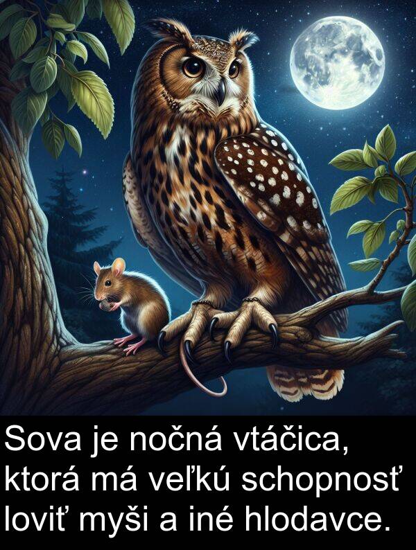 myši: Sova je nočná vtáčica, ktorá má veľkú schopnosť loviť myši a iné hlodavce.