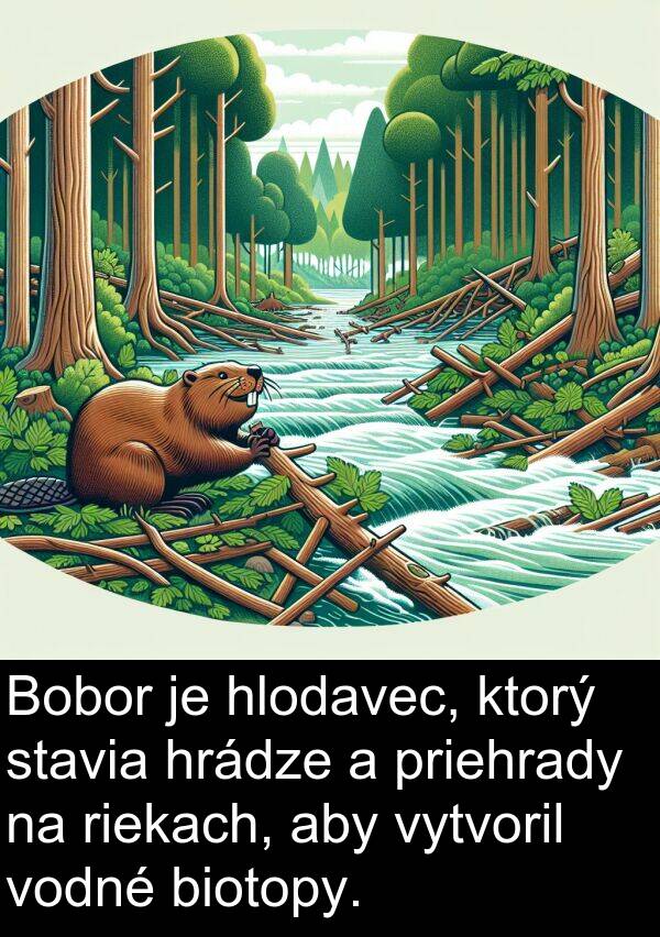 priehrady: Bobor je hlodavec, ktorý stavia hrádze a priehrady na riekach, aby vytvoril vodné biotopy.