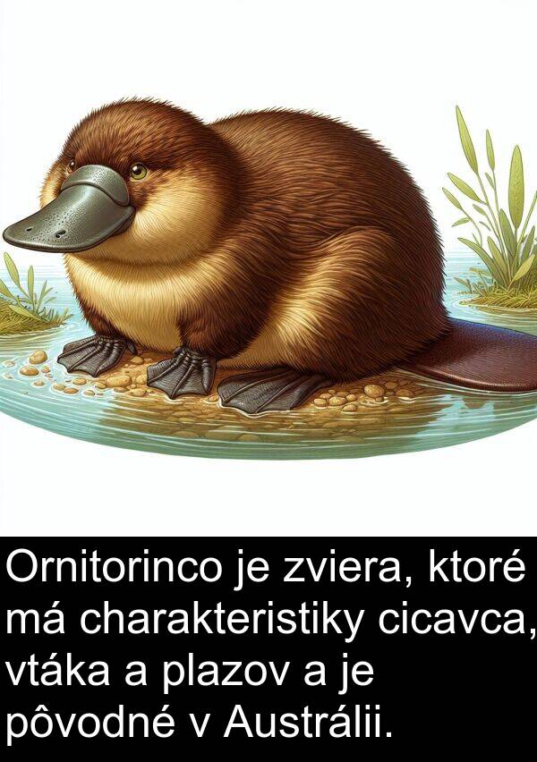 cicavca: Ornitorinco je zviera, ktoré má charakteristiky cicavca, vtáka a plazov a je pôvodné v Austrálii.