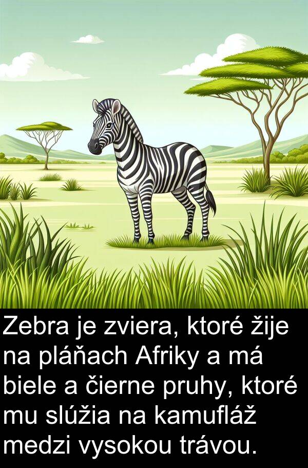 čierne: Zebra je zviera, ktoré žije na pláňach Afriky a má biele a čierne pruhy, ktoré mu slúžia na kamufláž medzi vysokou trávou.