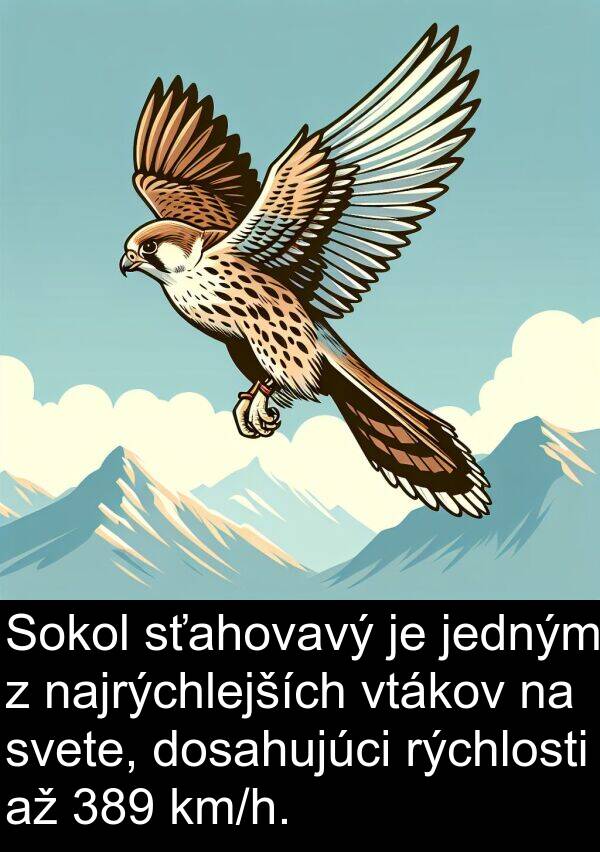 dosahujúci: Sokol sťahovavý je jedným z najrýchlejších vtákov na svete, dosahujúci rýchlosti až 389 km/h.