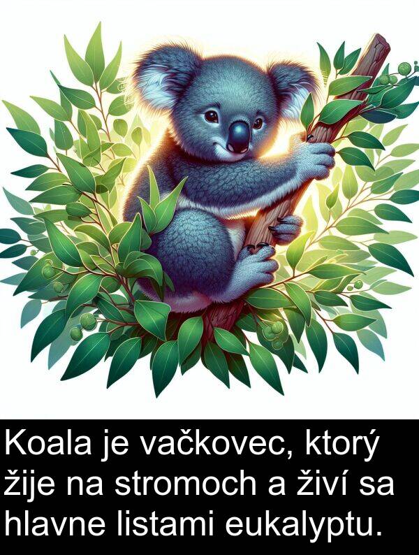 vačkovec: Koala je vačkovec, ktorý žije na stromoch a živí sa hlavne listami eukalyptu.