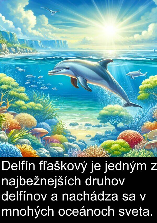 nachádza: Delfín fľaškový je jedným z najbežnejších druhov delfínov a nachádza sa v mnohých oceánoch sveta.