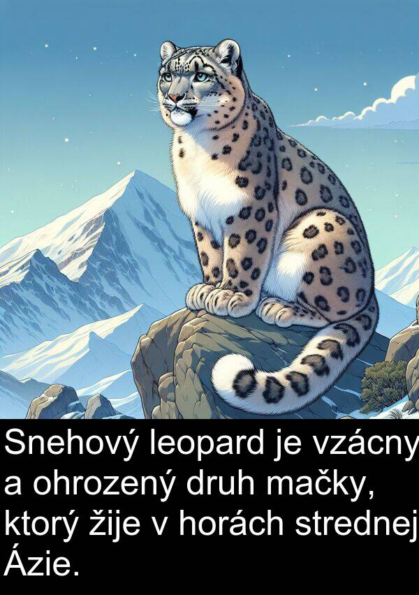 leopard: Snehový leopard je vzácny a ohrozený druh mačky, ktorý žije v horách strednej Ázie.