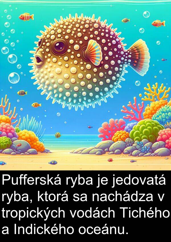 ryba: Pufferská ryba je jedovatá ryba, ktorá sa nachádza v tropických vodách Tichého a Indického oceánu.
