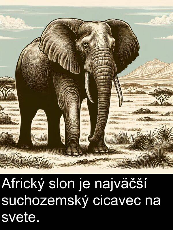 cicavec: Africký slon je najväčší suchozemský cicavec na svete.