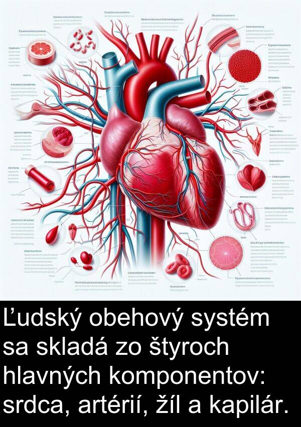 kapilár: Ľudský obehový systém sa skladá zo štyroch hlavných komponentov: srdca, artérií, žíl a kapilár.