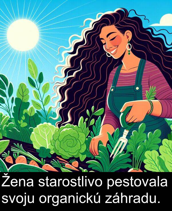 záhradu: Žena starostlivo pestovala svoju organickú záhradu.