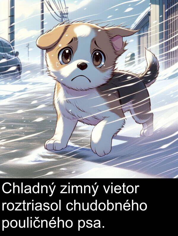 chudobného: Chladný zimný vietor roztriasol chudobného pouličného psa.
