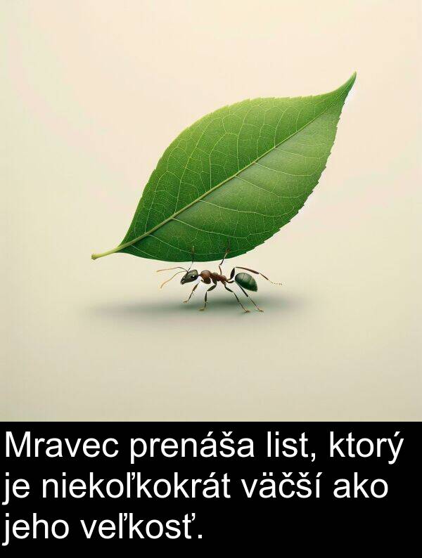 veľkosť: Mravec prenáša list, ktorý je niekoľkokrát väčší ako jeho veľkosť.