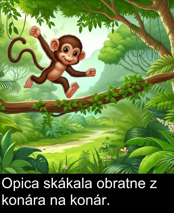 skákala: Opica skákala obratne z konára na konár.