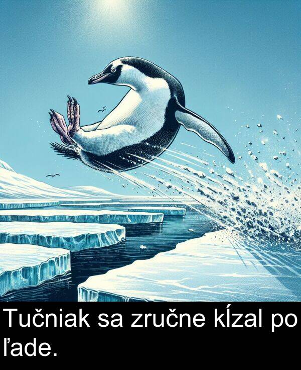 ľade: Tučniak sa zručne kĺzal po ľade.