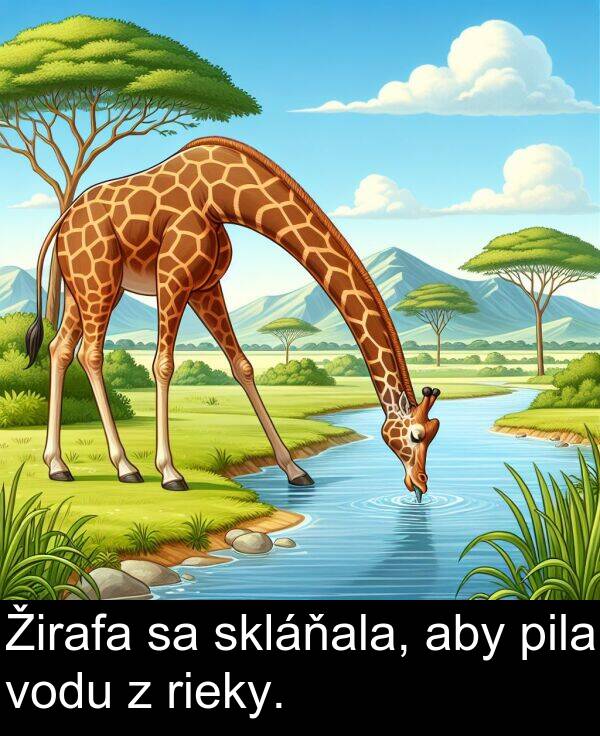 vodu: Žirafa sa skláňala, aby pila vodu z rieky.