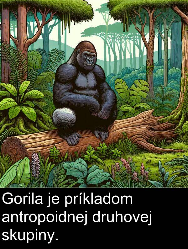 skupiny: Gorila je príkladom antropoidnej druhovej skupiny.